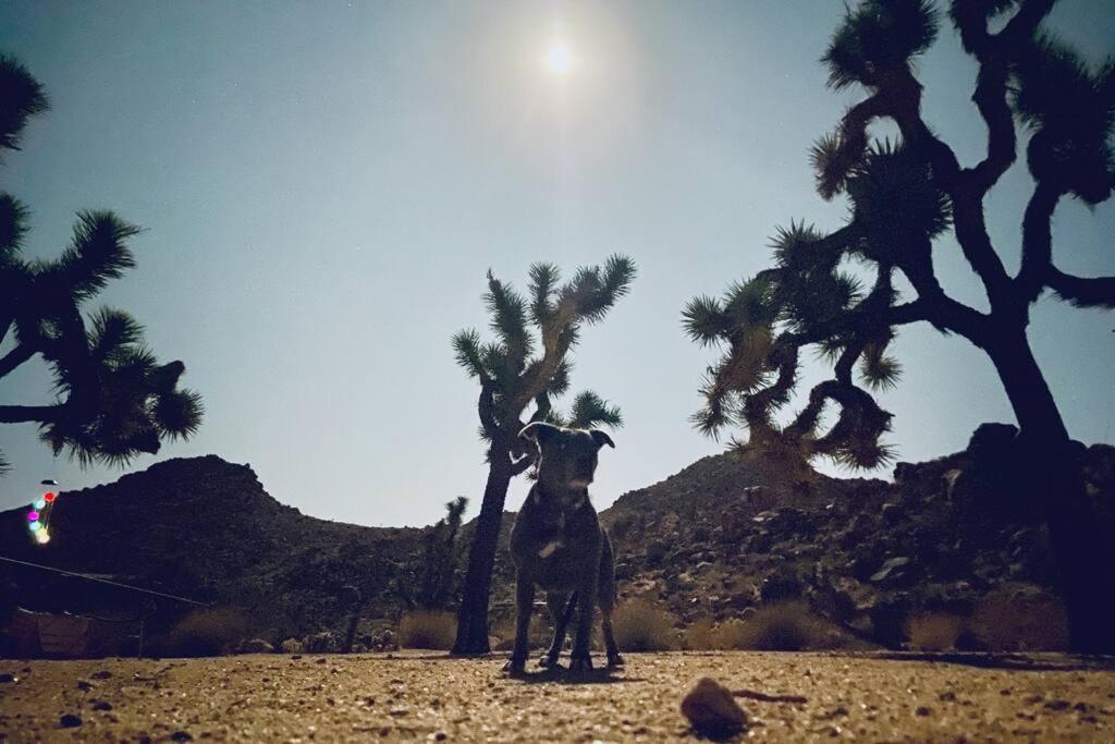 The Way Out Ranch. Escape To Solitude On 2.5 Acres Villa Joshua Tree Eksteriør billede