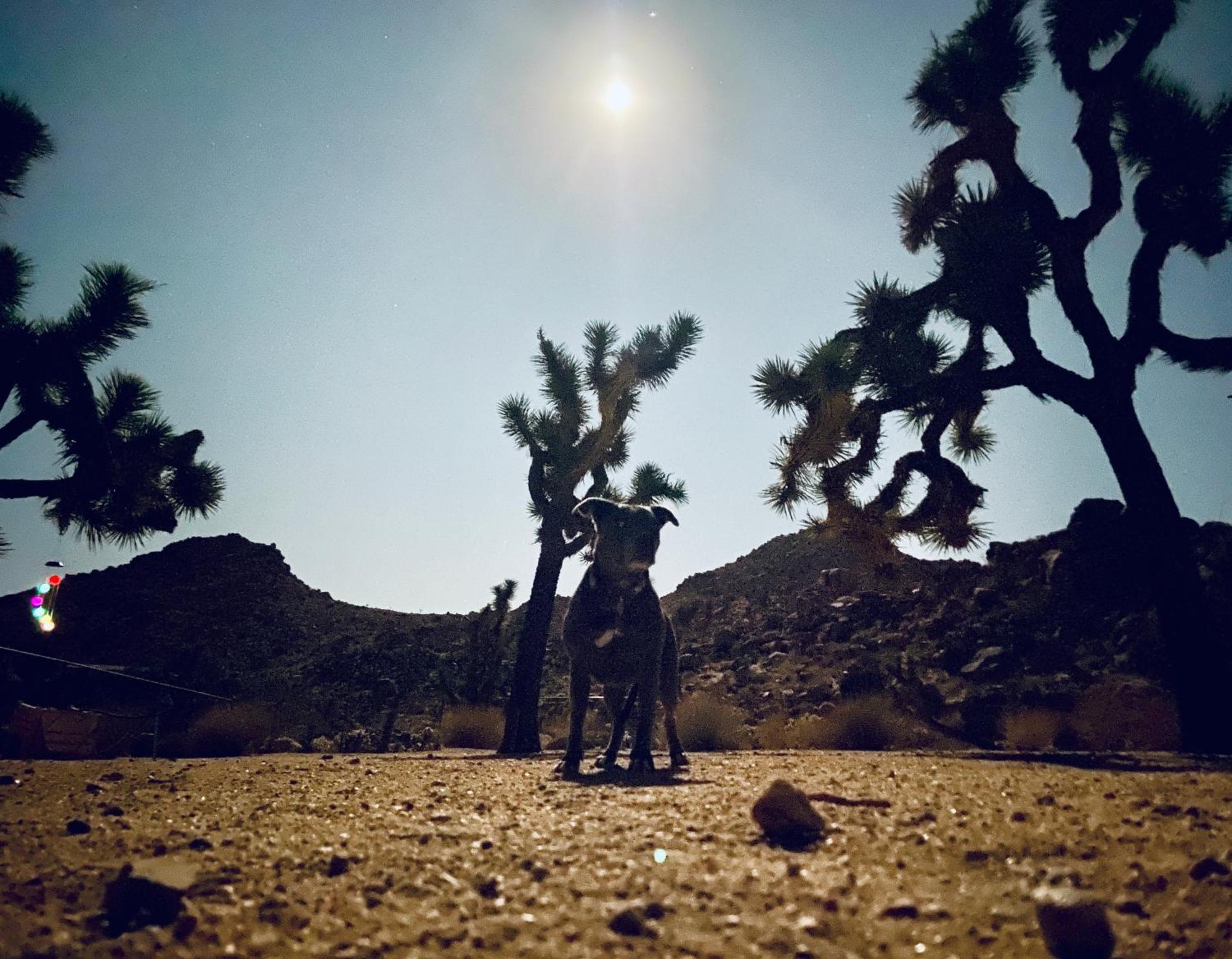Epic Views, Huge House, Acres Of J-Trees To Explore, Hot Tub, Pool, Ac, And Mini-Golf Joshua Tree Eksteriør billede